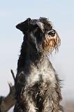 SCHNAUZER NAIN 026